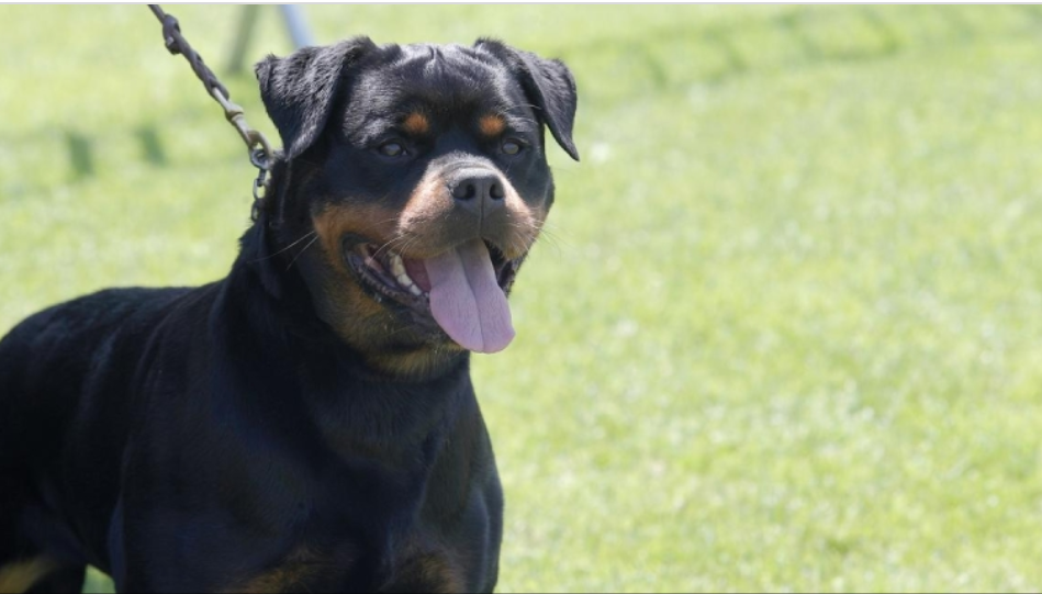 Psi moraju biti pod kontrolom vlasnika, kazne i do 1.500 KM ako nema povoca ili brnjice